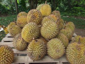 800px-Durian